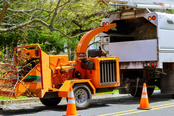 Reliable Otsego, MN Tree Removal and Landscaping Services Solutions